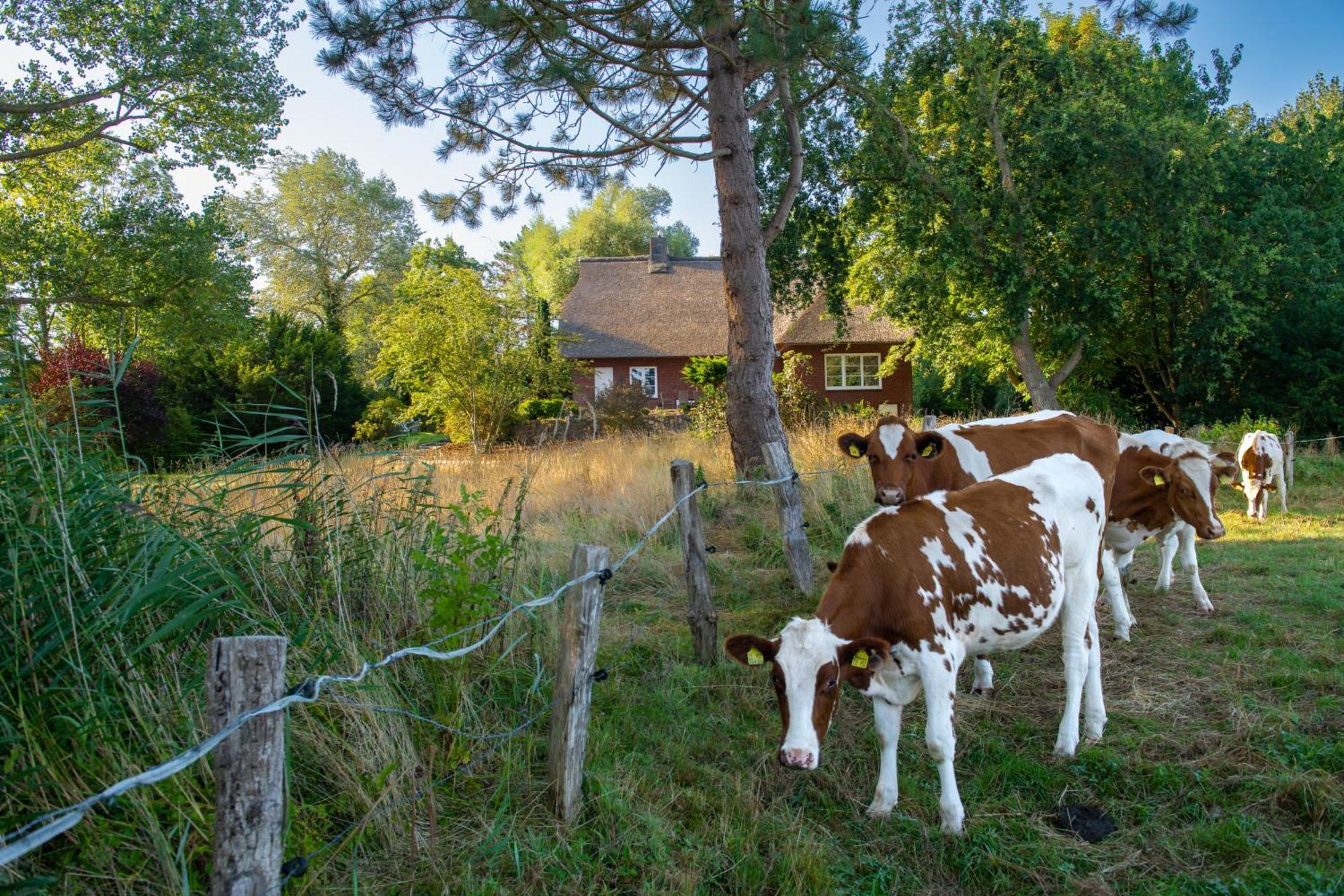 Villa Reetdachhaus Eiderblick Breiholz Exterior foto